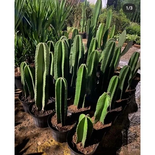 ต้นจามาคารู ทานผลได้ ไม้ลำ ประดับตกแต่ง (Cereus Jamacaru)🌵