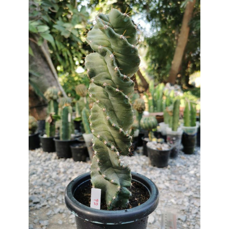 Cereus forbesii spiralis​ 🌵เกลียวสว่าน​ By🌸 Perng​ CactuS🥰🥰