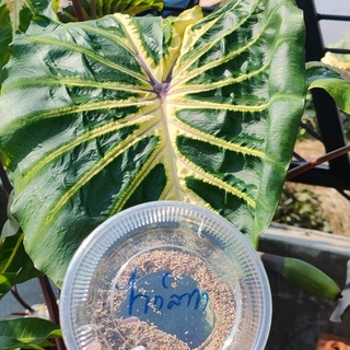 เมล็ดcolocasiaไวท์ลาวา Colocasia White lava ต้นบอน โคโลคาเซีย ไวท์ลาว (แถมอุปกรณ์เพาะ)