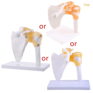 tree Functional Anatomical Life Size Human Anatomy Skeleton Shoulder Joint Bone Muscle Model For Teaching Study Tool TJR