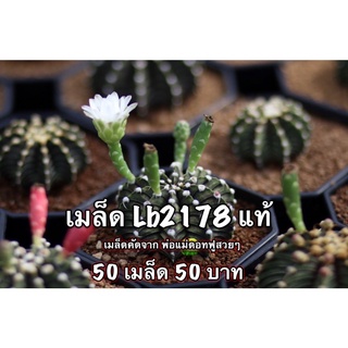 🌵ยิมโนแคคตัส🌵 LB 2178 x LB2178 100เมล็ด กระบองเพชร เมล็ดเก็บใหม่ ทุกวัน