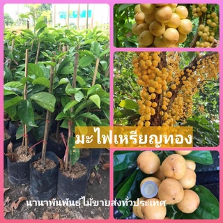 🎊ต้นมะไฟเหรียญทอง มะไฟสีทองเนื้อขาว ผลดก หวานอร่อยมาก ต้นพร้อมปลูกจ้า