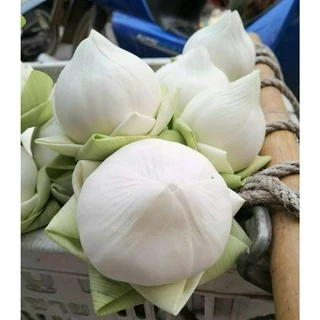 เมล็ดบัวฉัตร สีขาว 10 เมล็ด บัวขาว บัวไหว้พระ ดอกบัวสีขาว (พร้อมวิธีเพาะเมล็ด)