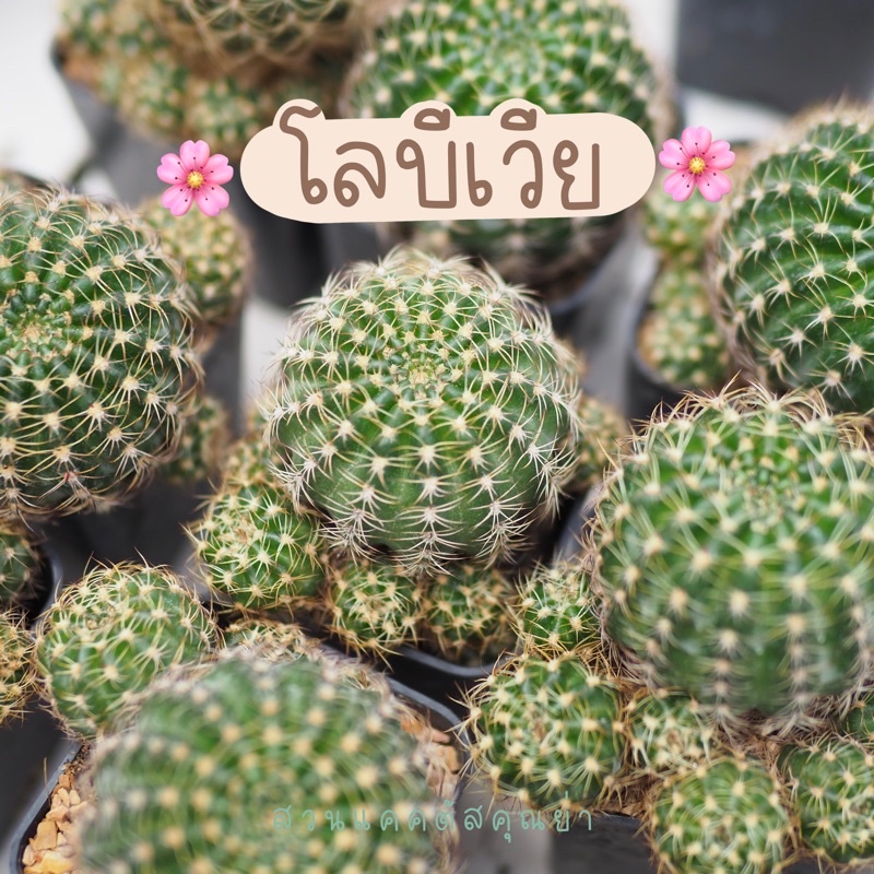 แคคตัส โลบีเวีย ดอกคละสี ขนาด 5 cm ขึ้นไป
