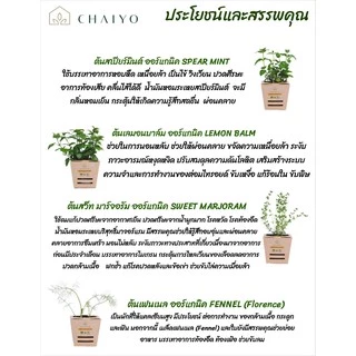 ต้นแคทนิปสมุนไพรสำหรับแมว ออร์แกนิค Organic Catnip และต้นสมุนไพรออร์แกนิค Organic Herbs (เลือกชนิดที่ตัวเลือก)