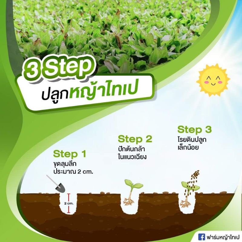 หญ้าไทเป5ตรม.คุณภาพดี กอใหญ่ ส่งด่วนได้ - รูปที่ 3