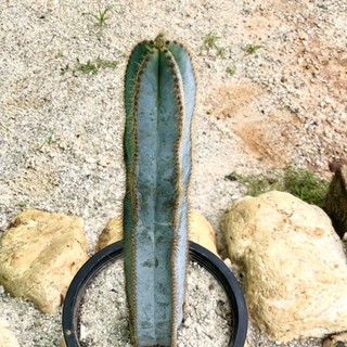 แคคตัสสีฟ้า : Pilosocereus Magnificus 🌵🔵