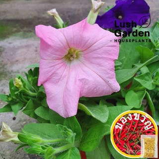 Petunia (สุ่ม) POT POT POT POT 105มม.หม้อสดพืชดอกไม้ตกแต่งต้นไม้ [สวนเขียวชอุ่ม] เมล็ด ED R2JJ