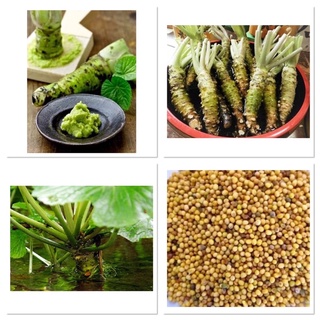 เมล็ดพันธุ์ วาซาบิ (Wasabi Seed) บรรจุ 100 เมล็ด