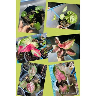 บอนสีบ้านน้องณดล Nadol Caladiums