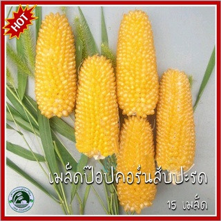 15 เมล็ด ข้าวโพดป๊อปคอร์นสับปะรดสีเหลือง Pineapple Popcorn ข้าวโพด เมล็ดข้าวโพด เมล็ดข้าวโพดป๊อปคอร์น ป๊อปคอร์นสับปะรด