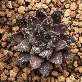 Haworthia meiringii, JDV87/121, W of Bonnievale 10เมล็ด.-129