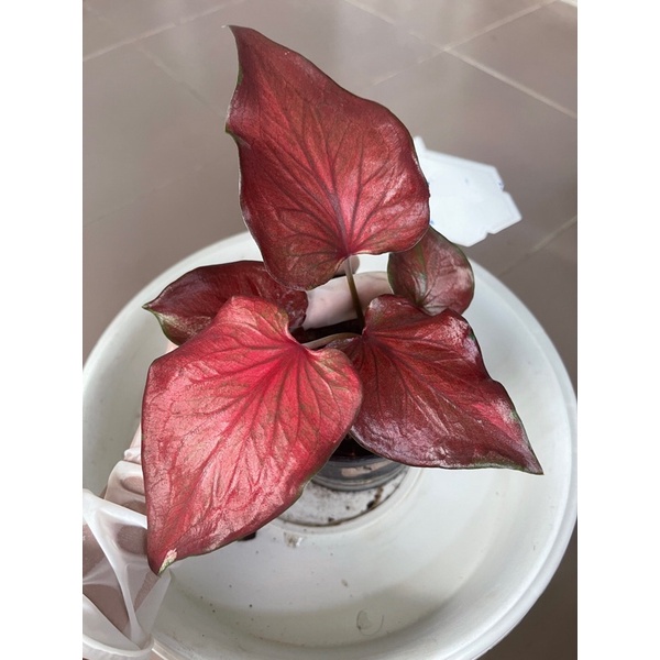 บอนสีองค์หญิงทอฝันด่าง