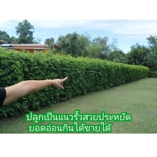 ของแทร่ๆ เม็ดมะขามเปรี้ยว =1 กิโล《ซื้อ 4 กิโล*แถม 1กิโล》*ร้านนี้ส่งจจริง* ปลูกทำรั้ว ( ประมาณ 800- 1,000 เมล็ด )