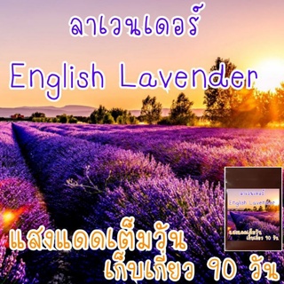 เมล็ด​พันธุ์​น​ำ​เข้า​ (Lavender)​ลาเวนเดอร์​  50เมล็ด​