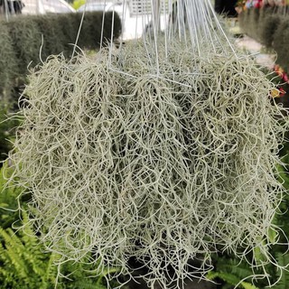 เคราฤาษี ต้นไม้ฟอกอากาศ พืชฟอกอากาศ หนวดฤาษี Spanish moss