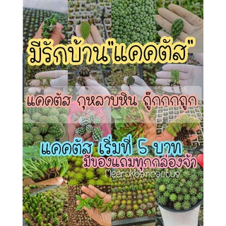 สินค้าเพิ่มใหม่แนะนำ หน่อแคคตัส หน่อกระบองเพชร กระบองเพชร 5 บาท แคคตัส กระบองเพชร หน่อแคคตัสมีราก