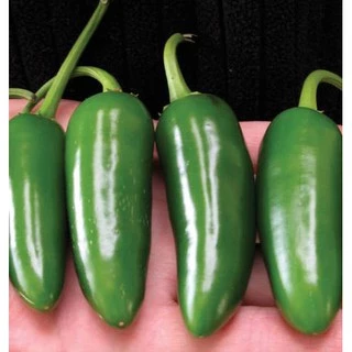 เมล็ดพันธุ์ พริกจาราปิโน่ Jalapeno Pepper Seed บรรจุ 80 เมล็ด คุณภาพดี ของแท้ 100%