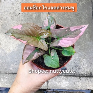 Syngonium ออมช็อกโกแล็ตด่างชมพู…ไม้นำเข้าส่งพร้อมกระถาง