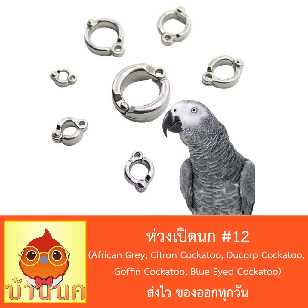 ห่วงเปิดนก #12 ห่วงขานก  แหวนนก (African Grey, Citron Cockatoo, Ducorp Cockatoo, Goffin Cockatoo, Bl