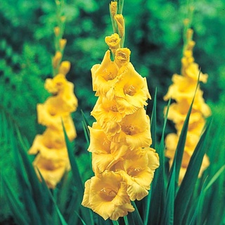 10 หัว แกลดิโอลัส (Gladiolus) หรือดอกซ่อนกลิ่นฝรั่ง สีเหลือง เป็นดอกไม้แห่งคำมั่นสัญญา ความรักความผูกพัน สินค้าตามรูป