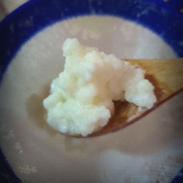 คีเฟอร์เกรน/Kefir grain หรือ นมบัวหิมะ รวม 5 สายพันธุ์