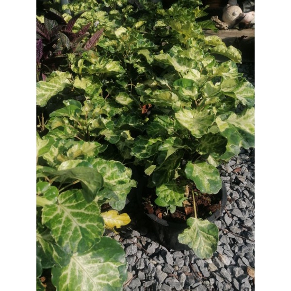 ต้น เล็บครุฑ​กระจก​ด่าง