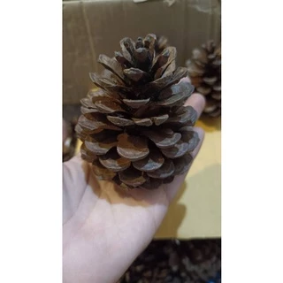 (MMPetShop)ลูกสน วอนัท ไผ่หวาน ไม้แอปเปิ้ล และ เซตลับฟัน ไว้ลับฟันหนูแฮมสเตอร์และสัตวและขนาดเล็กอื่นๆ