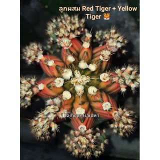 หน่อเด็ดสด แคคตัส ยิมโน "ลูกผสม Red Tiger + Yellow Tiger" 🐯 ด่างสวยๆ