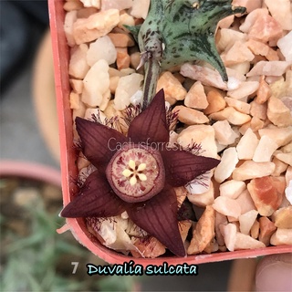 เก๋งจีนเด็ดสด Duvalia Sulcata