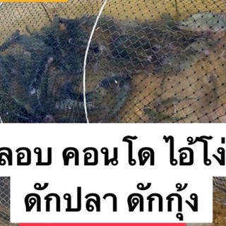 #ไอ้โง่ดักปลาราคาถูก 📌#คอนโดดักปลา ดักกุ้ง