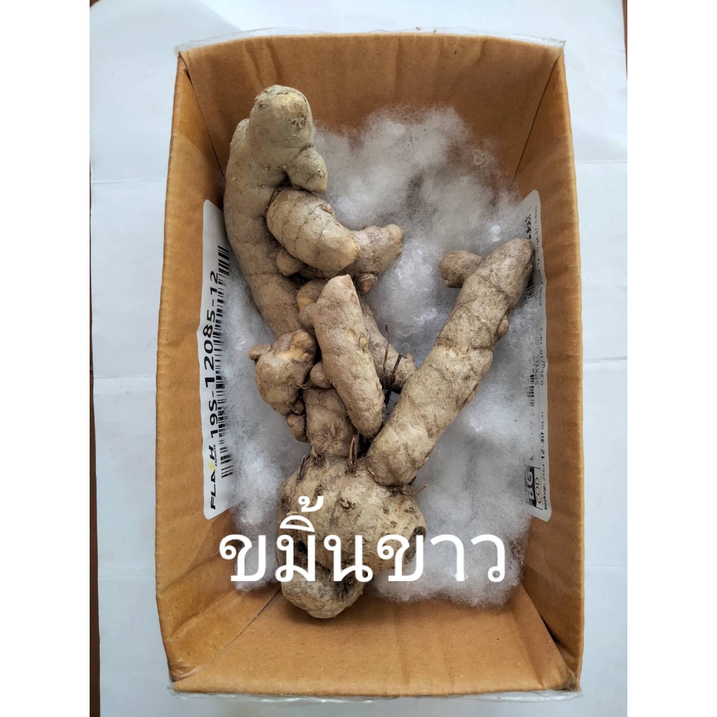ขมิ้นขาว 1เหง้าใหญ่ ปลูกหรือปรุงอาหาร สมุนไพร หัวขมิ้นขาว สมุนไพร