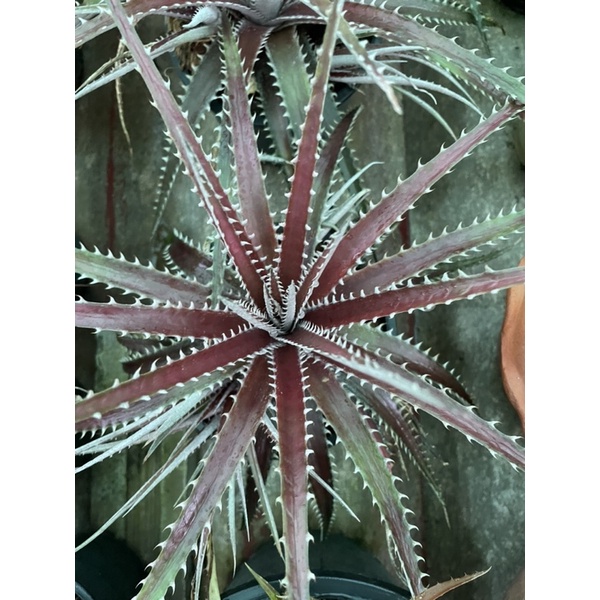ต้น Dyckia fosteriana
