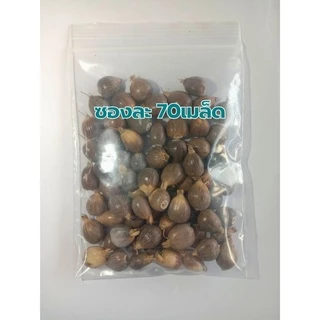 เมล็ดพันธุ์ลูกเดือย (พันธุ์ข้าวเหนียว) ซองละ 50เมล็ด ราคา 20บาท