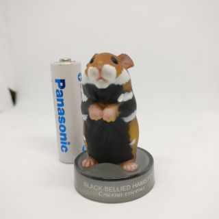 Hamster model