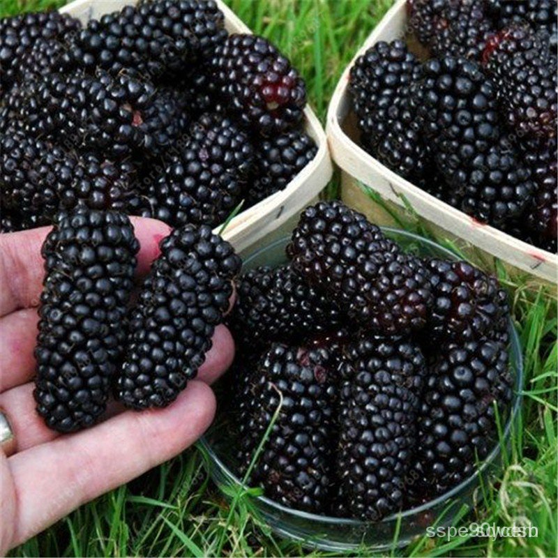 คละ สวนครัว ปลูก/100 Pcs Nutritious Giant Blackberry Raspberry Mulberry Seeds Garden Pla/อินทรีย์ คละ สวนครัว คะน้า มะระ