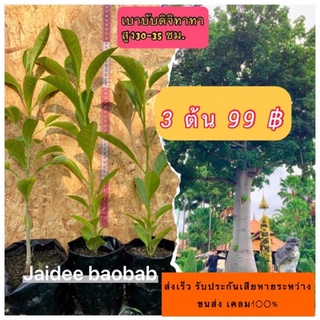 ไม้ยักษ์ จากแอฟริกา baobab ต้นเบาบับดิจิทาทา 3 ต้น 99฿ ความสูง 20-25ซม.ลำต้นอ้วนโคนใหญ่