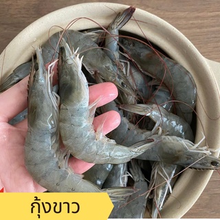 พร้อมส่ง กุ้งขาว กุ้งเกษตร กุ้งขาวสดคัดไซส์บรรจุถุงละ 1 กิโลกรัม สดทุกตัว