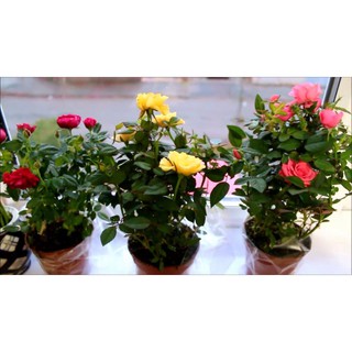 เมล็ดพันธุ์ กุหลาบมินิ Rose Seeds ดอกเล็ก คละสี ต้นไม้แคระ นำเข้าจากต่างประเทศ 30 เมล็ด