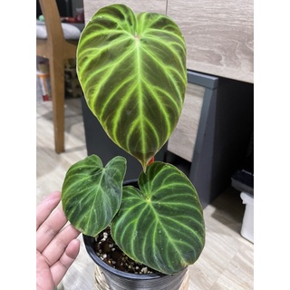 philodendron verrucosum