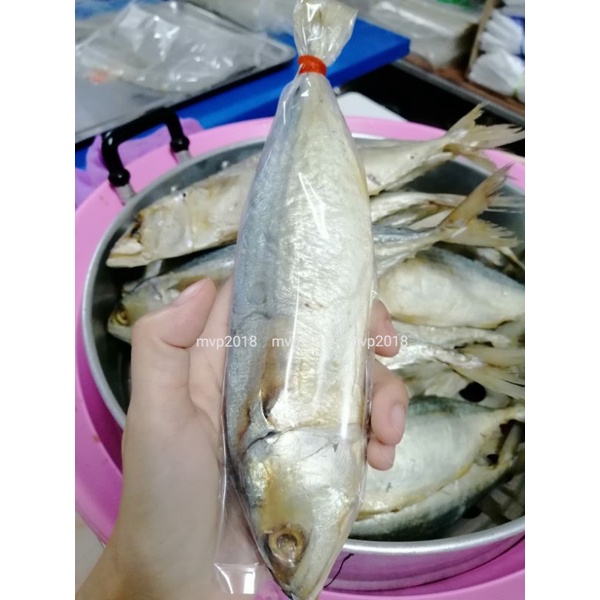 ปลาทูมัน  เค็มน้อย  จัมโบ้  5-7 ตัว 😍😍  ปลอดภัย  สด  สะอาด