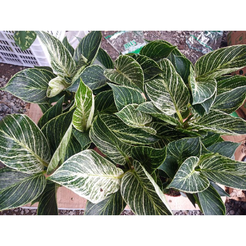 ฟิโลเบอร์กิ้นด่าง Philodendron Birkin "Variegata''