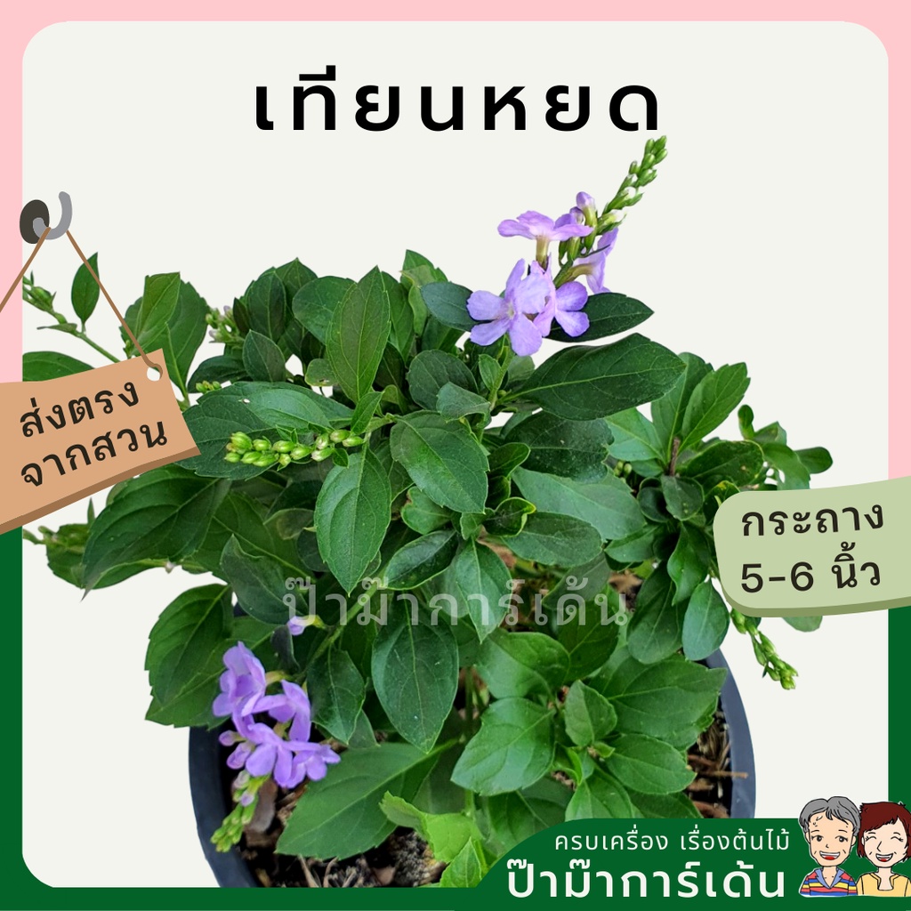 มุมมอง 3