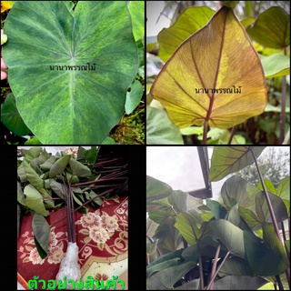 (2ต้น)(ขาย ต้นพันธุ์) ต้น colocasia บอนดำ บอนด่างดำ โคโลคาเซีย / นานาพรรณไม้