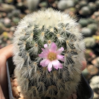 💖🌼Mammillaria carmenae Hybrid JP Clone โคลนนี้ขนสวยเป็นช่อ ดอกชมพูหวาน 🌳🌳 โคลนไม้นำเข้าญี่ปุ่น 💕