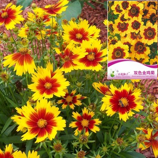 เมล็ดดอกตาเสือ 50 เมล็ด  Plains Coreopsis เมล็ดนำเข้า