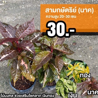 สามกษัตริย์ (นาค) ชุด 1 ต้น