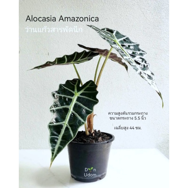 ต้นแก้วสารพัดนึก ( Alocasia Amazonica ) ไม้มงคล ไม้ฟอกอากาศ
