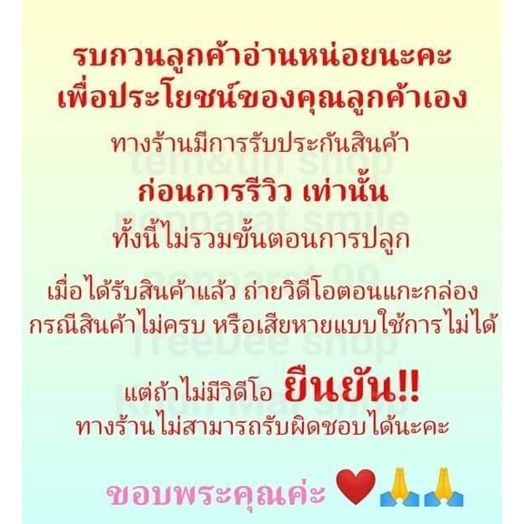 เปราะหอมบ้าน หัว,ต้น(ให้เลือก) ว่านแผ่นดินเย็น หัวว่านเปราะหอม สมุนไพร - รูปที่ 4