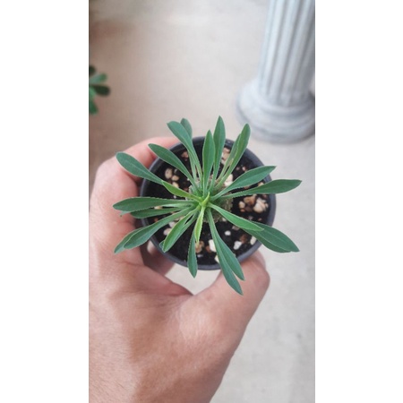 Euphorbia sotetsu kirin